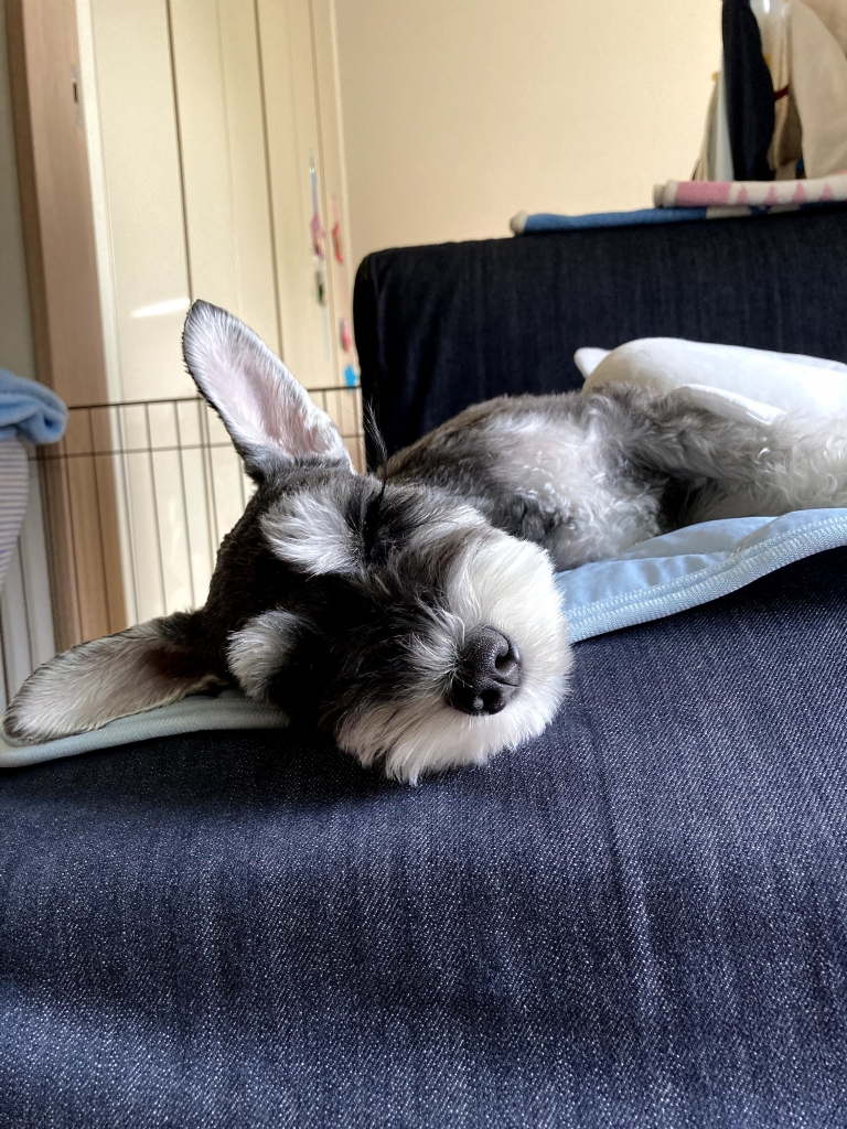 ソファで眠るわんこ