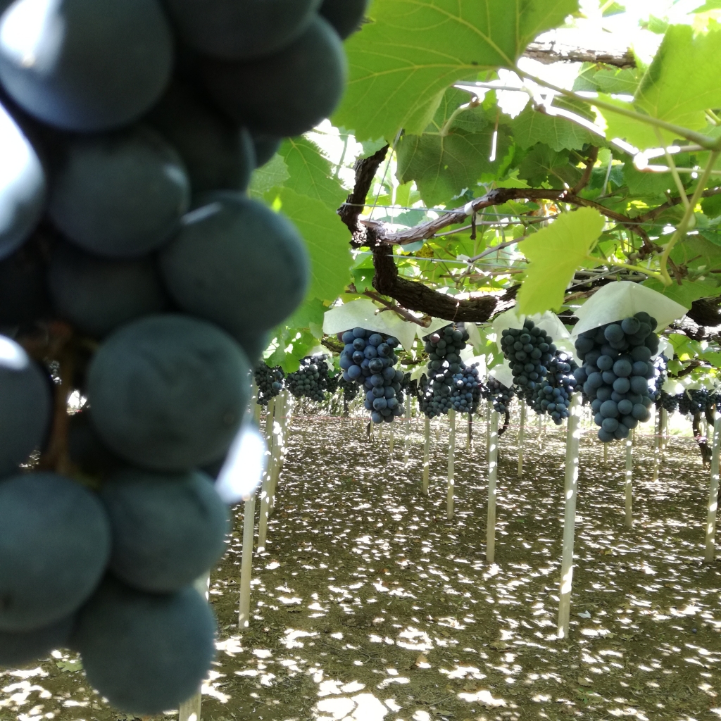 grape2