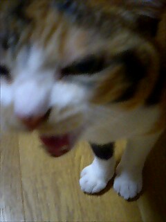 ねこ