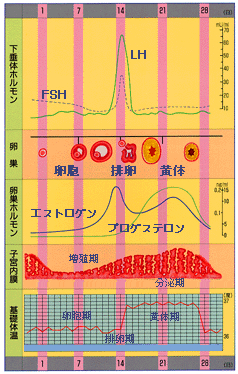 超え 37 基礎 体温 度