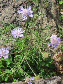 IMG_1655.jpg