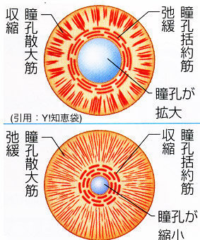 瞳孔の仕組み