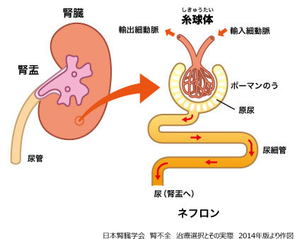 ネフロン