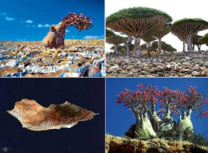Socotra