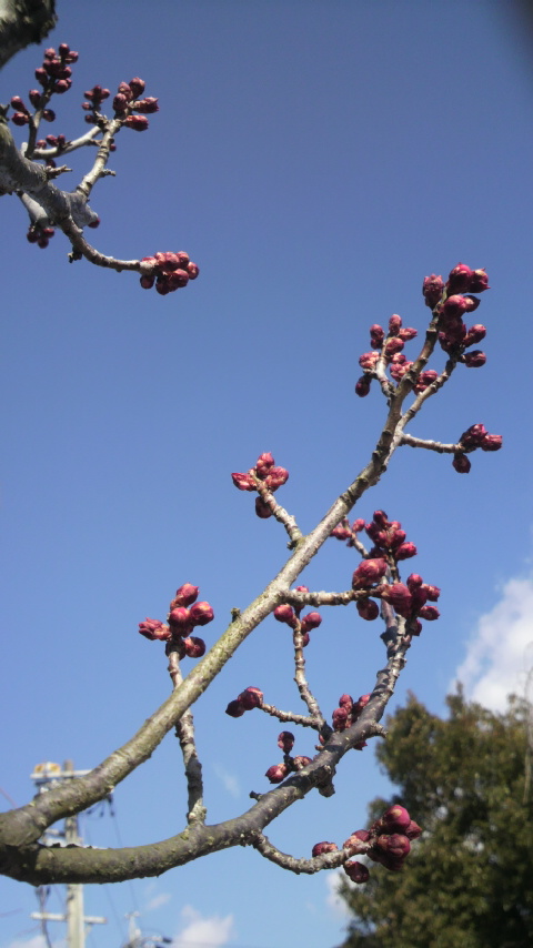 2012021213240002.jpg