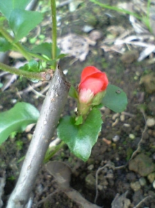 ボケの花、がんばる