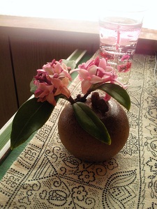沈丁花 沈丁花