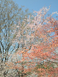 モミジと桜の2ショット モミジと桜の2ショット