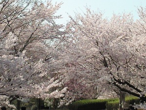 桜モリモリ 桜モリモリ