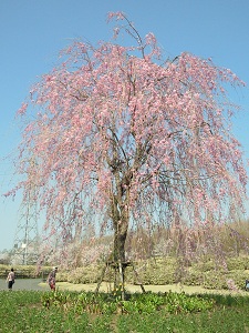 しだれ桜 しだれ桜