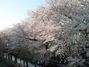川沿いの桜 川沿いの桜