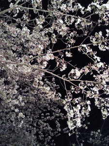 夜桜 夜桜