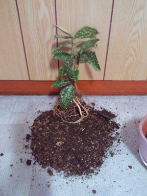 植物の根っこ 植物の根っこ