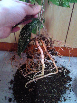 もりもり育った根っこ もりもり育った根っこ