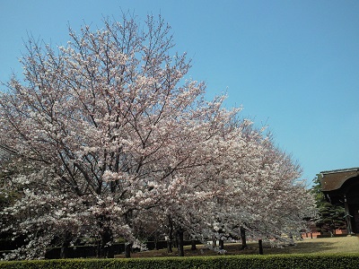 青い空と桜・2017年 青い空と桜