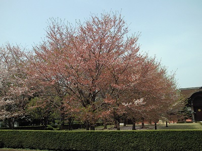 うす曇りと桜1 うす曇りと桜1