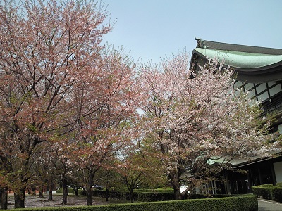 うす曇りと桜2 うす曇りと桜2