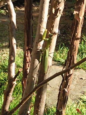大きなカマキリ 大きなカマキリ