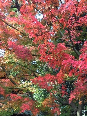真っ赤な紅葉・アップ 真っ赤な紅葉・アップ