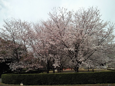 満開の桜1 満開の桜1