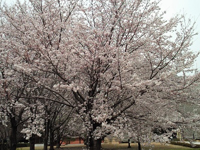 満開の桜2 満開の桜2