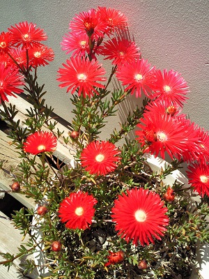 真っ赤なお花 真っ赤なお花