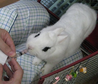 薬をのむクィッキー