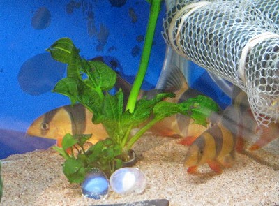 穴あき水草と犯人達