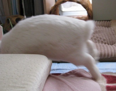 おべっか2