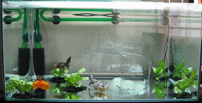 水草購入3