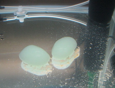 金魚水槽立ち上げ1