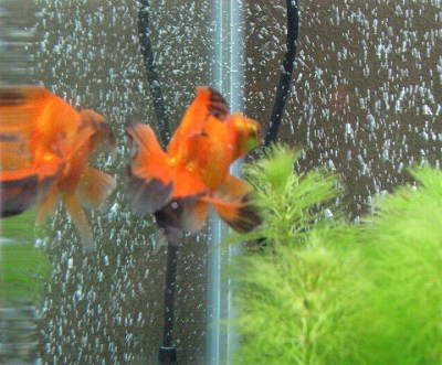 金魚水槽の水草2