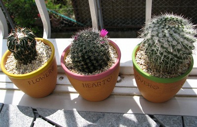 さぼてんズ植え替え