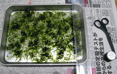 モス1