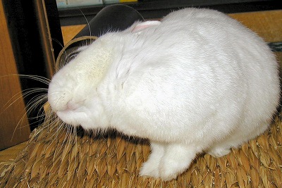 アラよっと2