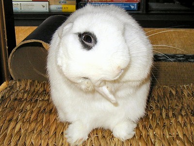ティモテ