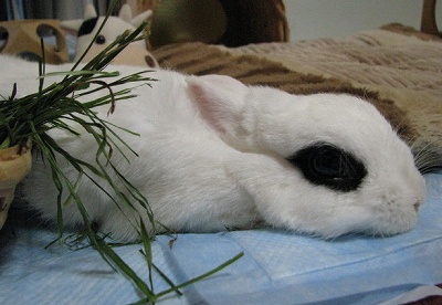 ぺったんこ1