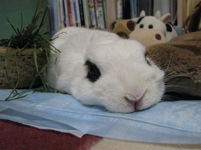 ぺったんこ2