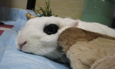 ぺったんこ3