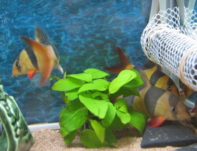 浮き草?1