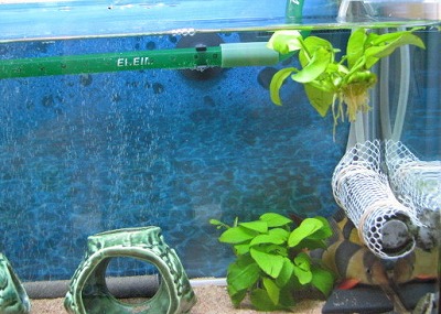 浮き草?2