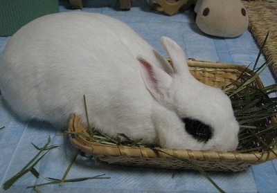 ヤング牧草2