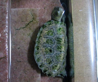 狭い所好き3