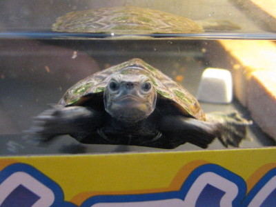 馴れてきた1