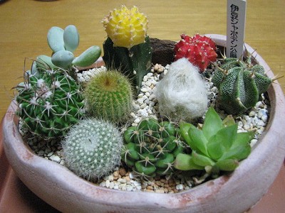 減るサボテン