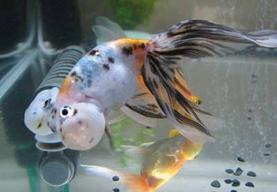 ��ˢ��ã��