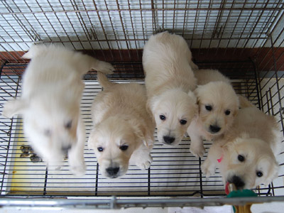 英ゴル子犬