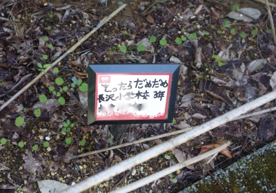 長沢小花