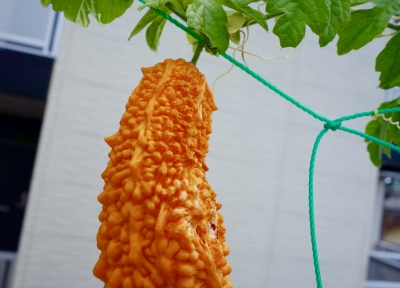 orennjigo-ya