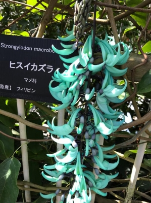 翡翠